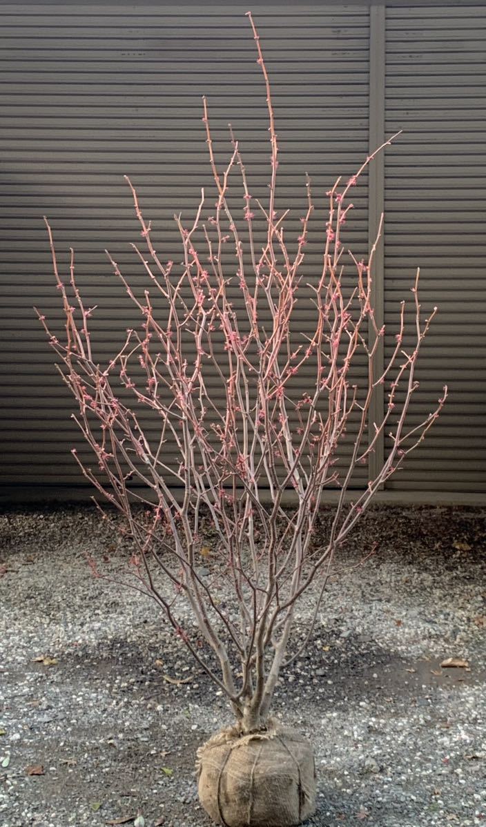 マルバノキ　丸葉の木　ハートの葉　紅葉　株立ち　落葉樹