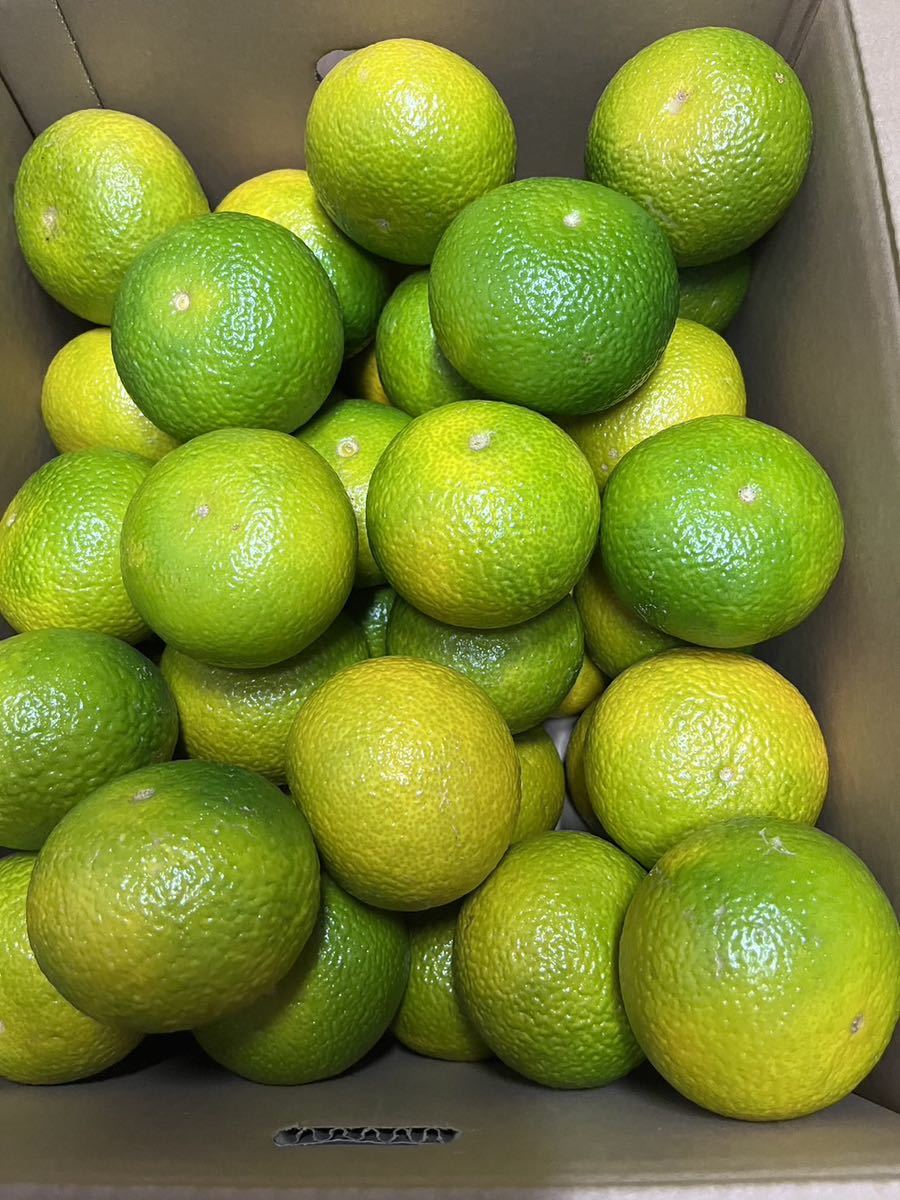 送料込み 熊本産 スイートスプリング Lサイズ 箱込約10キロ 家庭用 12/12発送予定1