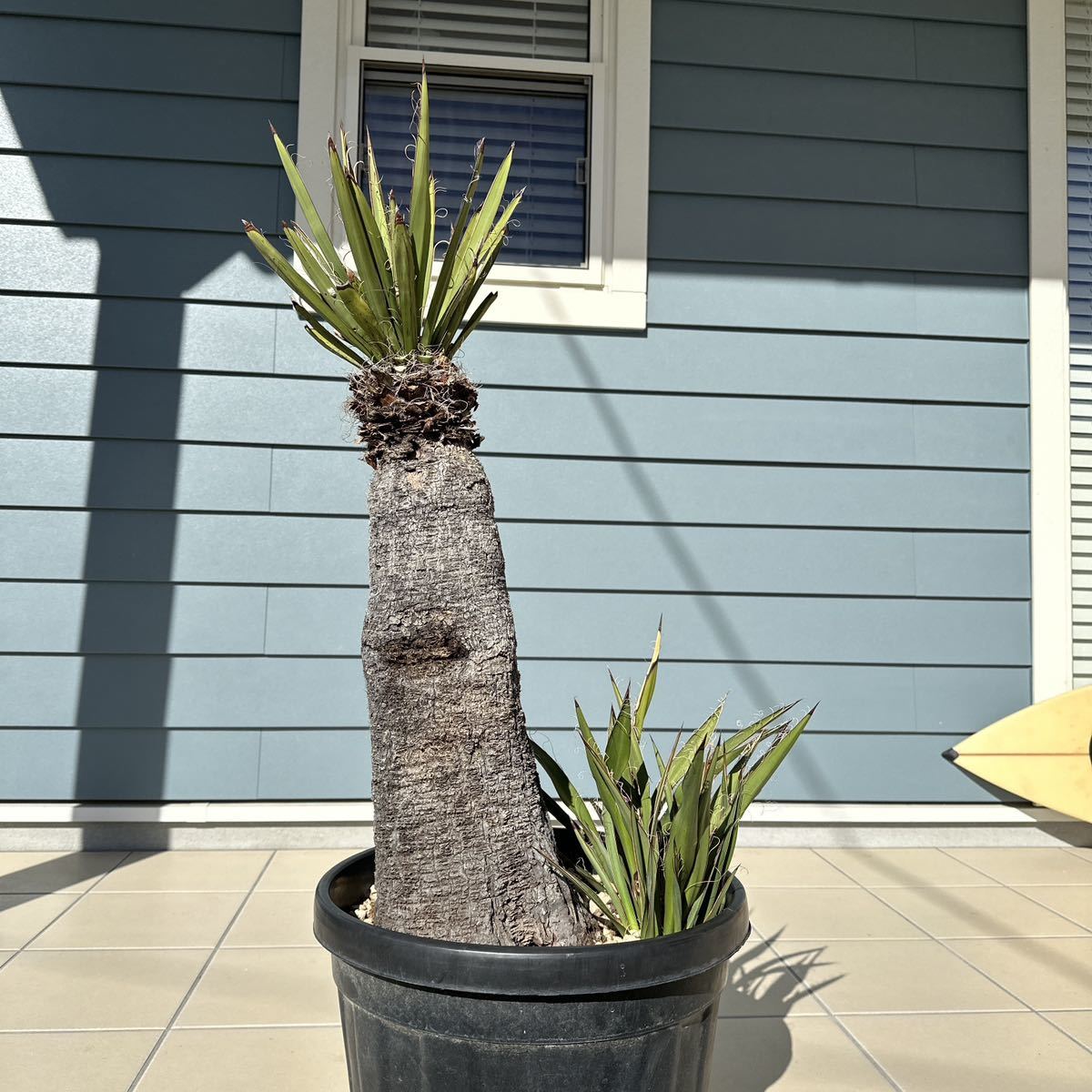 ユッカ ファクソニアーナ 大株 ユッカ・ファクソニアーナ yucca