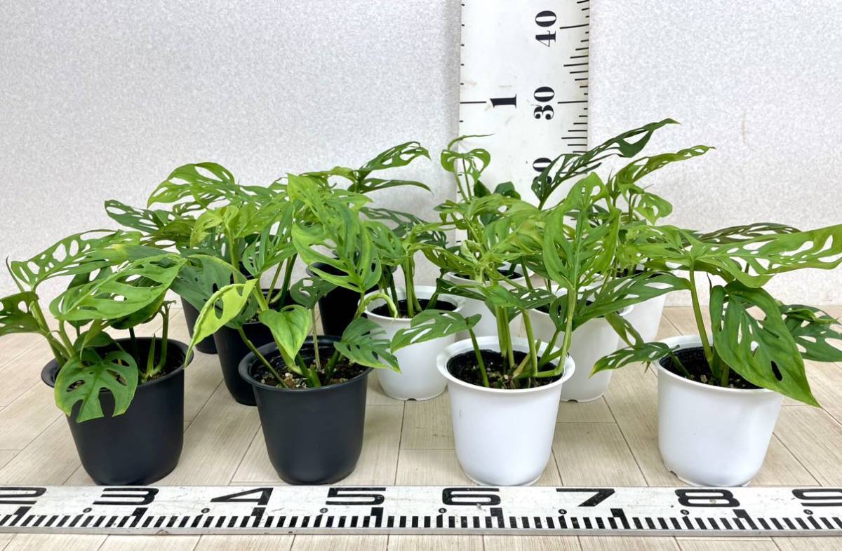 【モンステラ　ラニアータ　11鉢セット　3.5号　現品　送料無料】