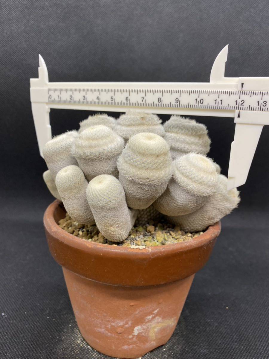 ひ*ん様 BR1146　ブドウ　46株　抜き苗　多肉植物 エケベリア 多肉植物24個 0725-D072 キューピッド エケベリア カット苗 【公式通販】