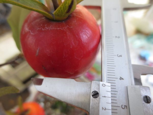 ローヤ柿・天王（正木）老鴉柿・老爺柿・ロウヤガキ