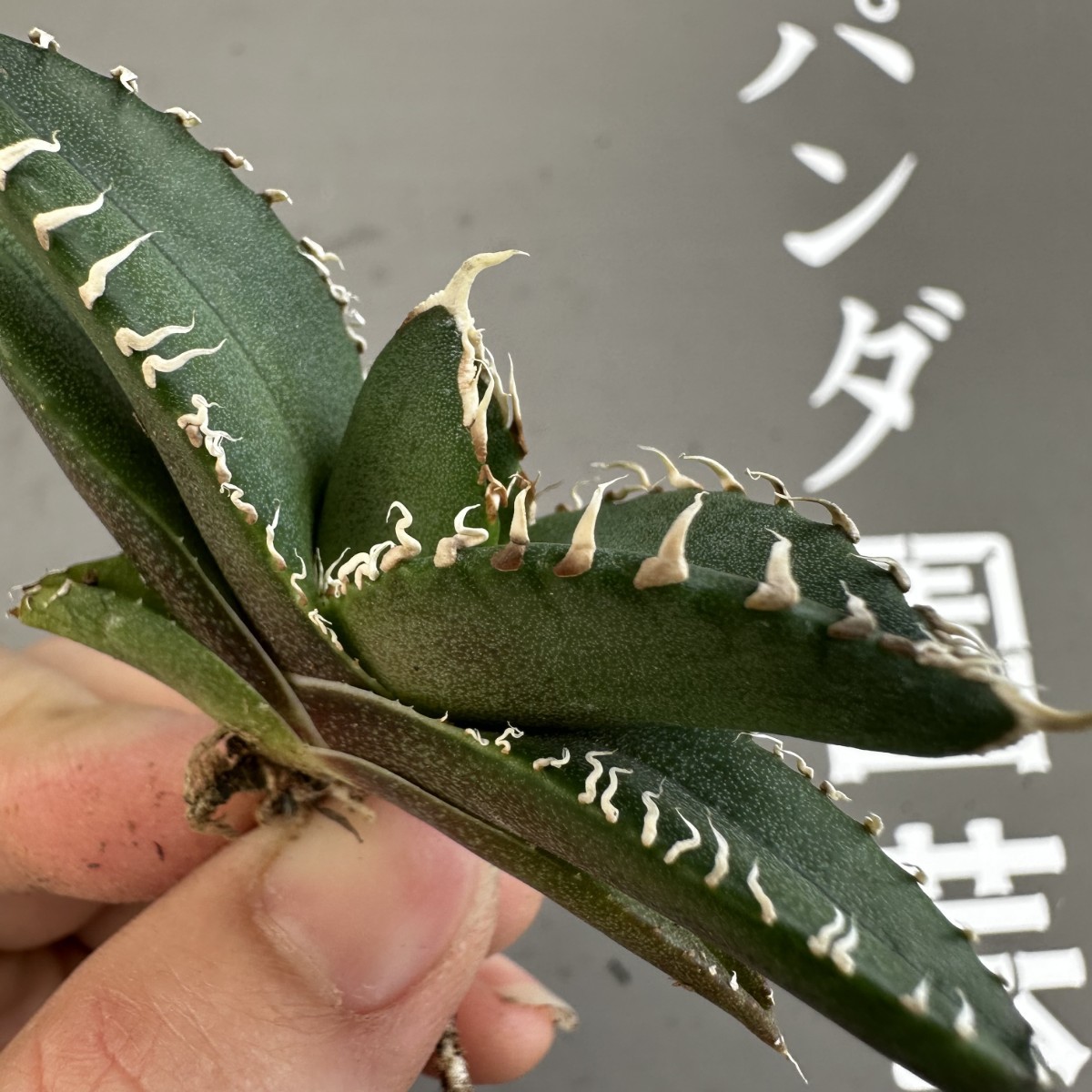 園芸ネット本店｜アガベ：チタノタ S7 【パンダ園芸】アガベ チタノタ