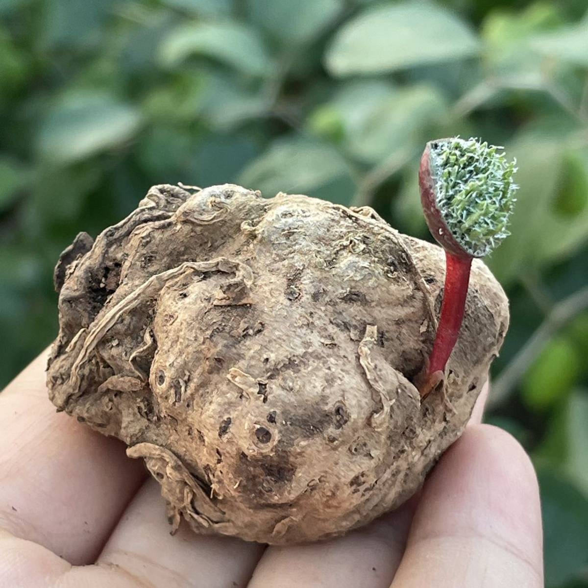 【554】sp. Aff. Arachnoideum　アラクノイデウム　現地球 【多肉植物　Eriospermum　エリオスペルマム】