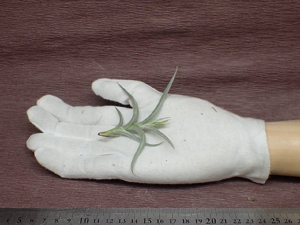 Tillandsia hirta チランジア・ヒルタ★エアプランツPR★第四種送料別途★税別1円～!!