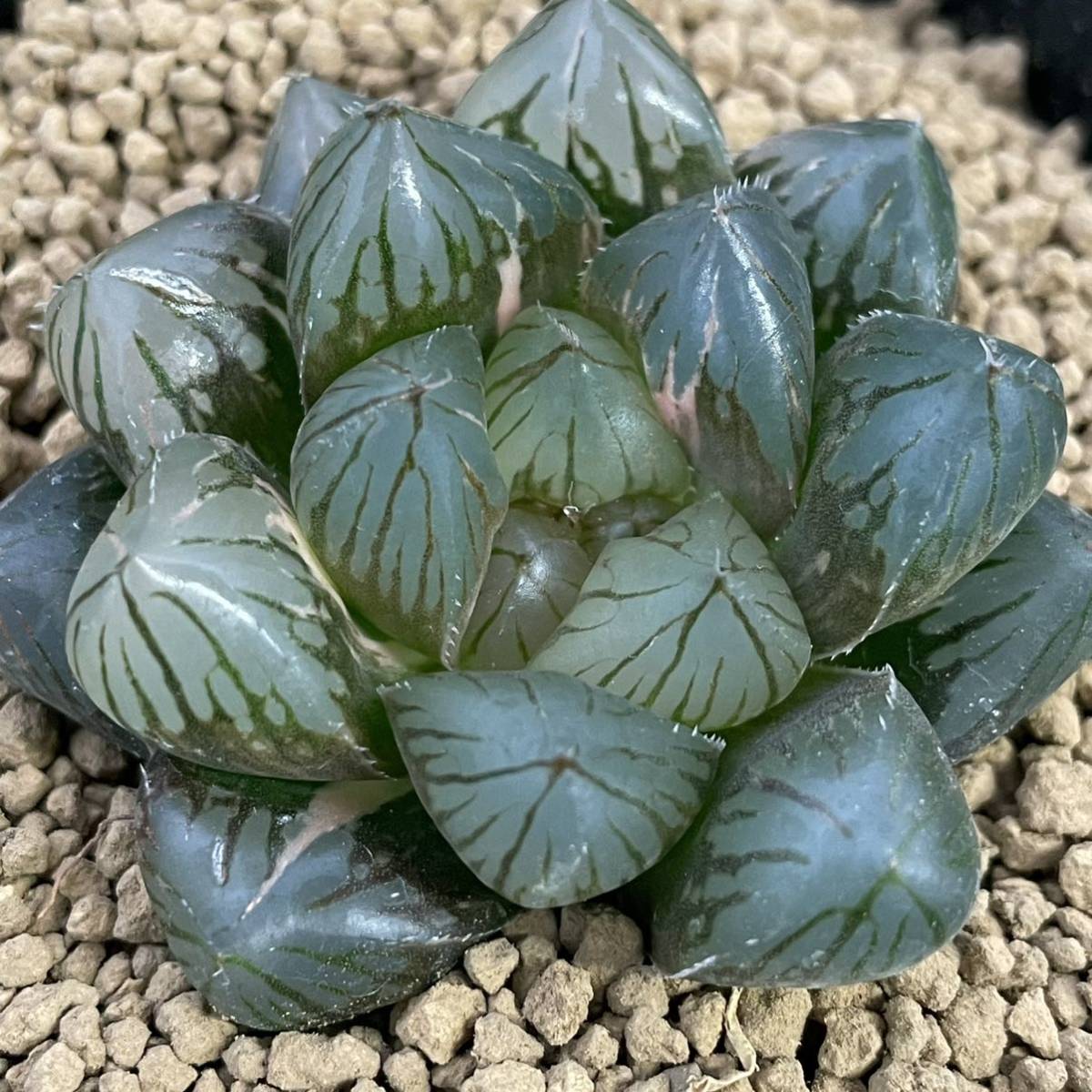 （≧∇≦）多肉植物 ハオルチア OMオブツーサ錦（ダルマ型）中苗　2