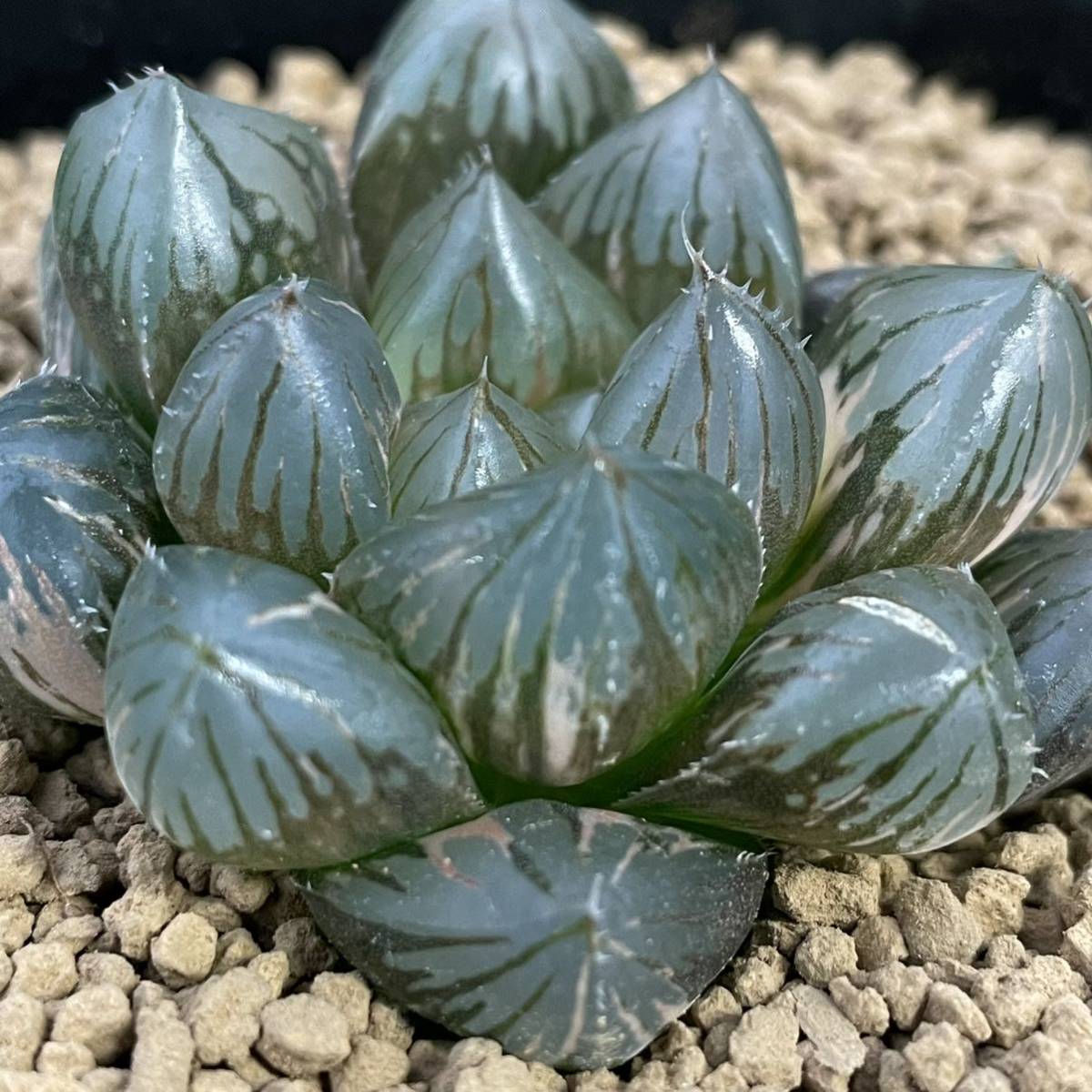 （≧∇≦）多肉植物 ハオルチア OMオブツーサ錦（ダルマ型）中苗　2