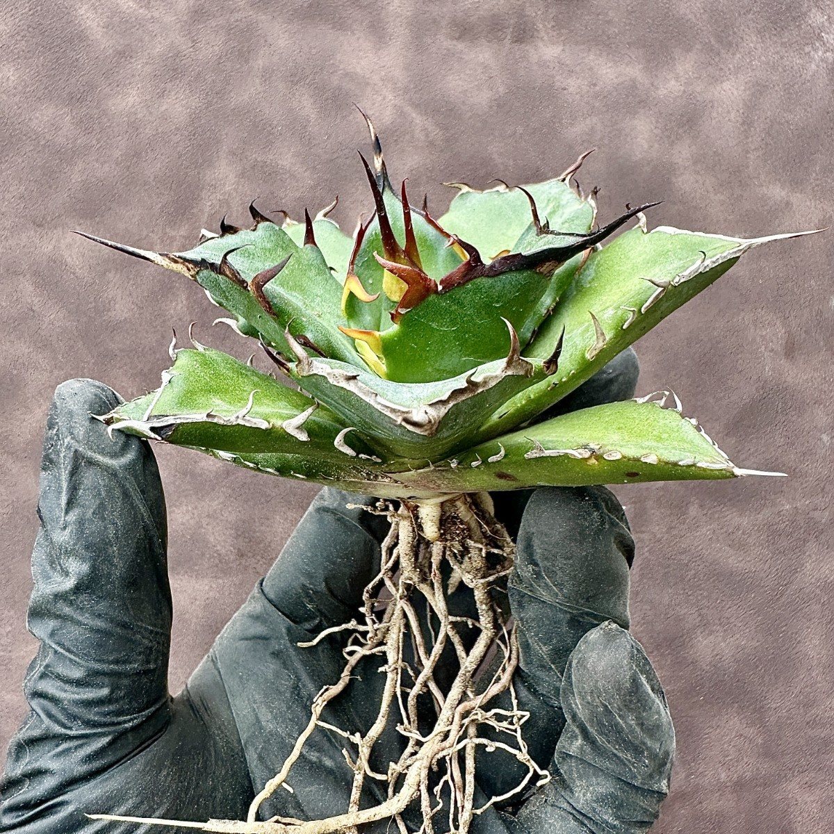 【Lj_plants】189 アガベ チタノタ ハデス 恐竜牙歯/黒帝斯/heads 極美極上株