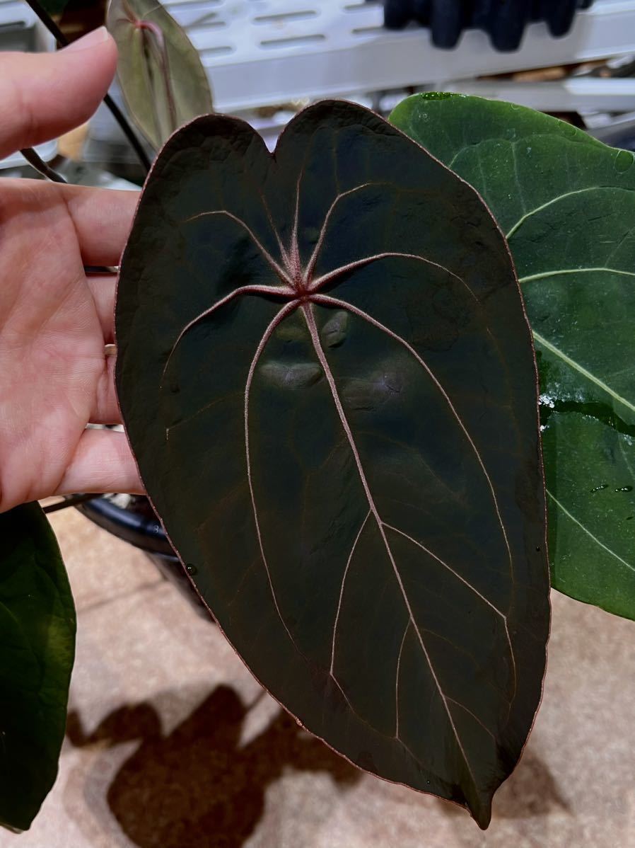 Anthurium Red Queen xself アンスリウムレッドクイーンセルフ 特大株