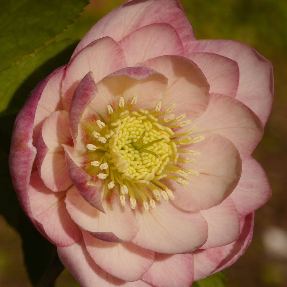 【送料無料】 287 クリスマスローズ 開花株 