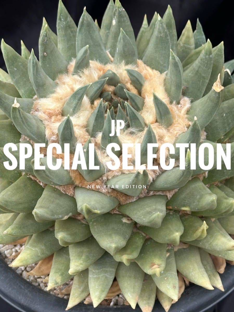 サボテン ''竜角牡丹×三角牡丹'' サボテン アリオカルプス 竜角牡丹 短疣