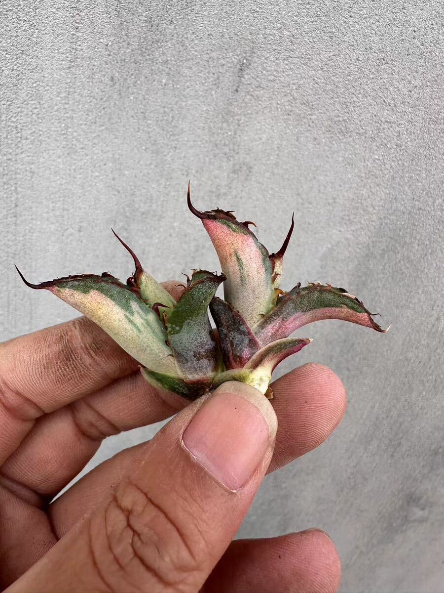 GAR園藝】D-34 特選 アガベ 多肉植物 チタノタ ブルーボールBB錦 浅中
