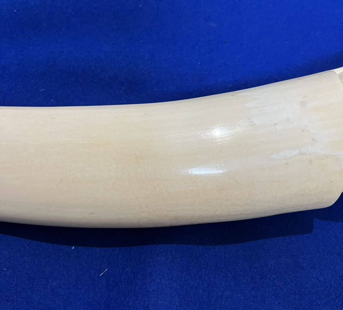 象牙風 一本牙 置物 白材芯料 天然素材 長さ 約65cm 重量4.0kg 彫刻