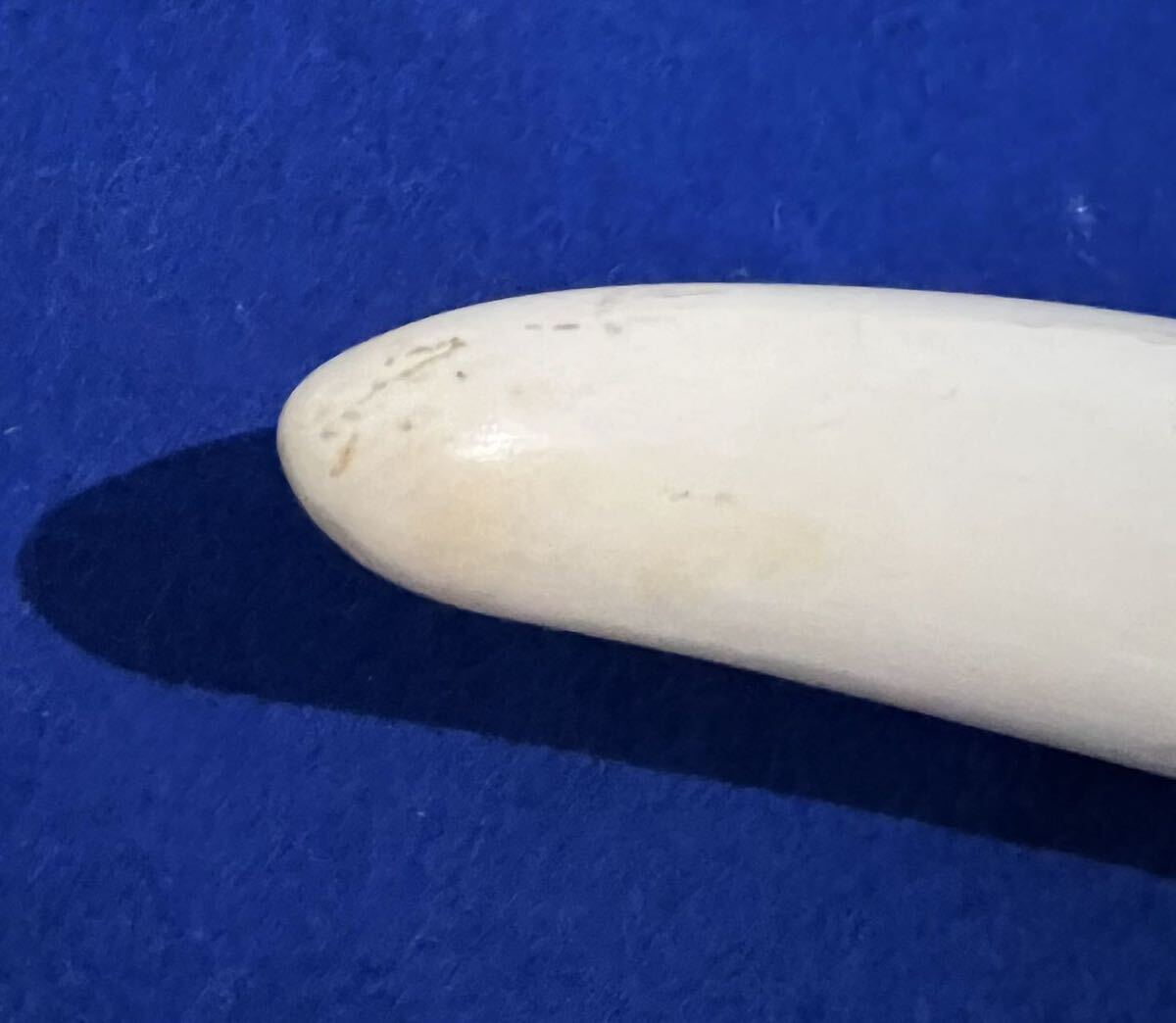 象牙風 一本牙 置物 白材芯料 天然素材 長さ 約65cm 重量4.0kg 彫刻