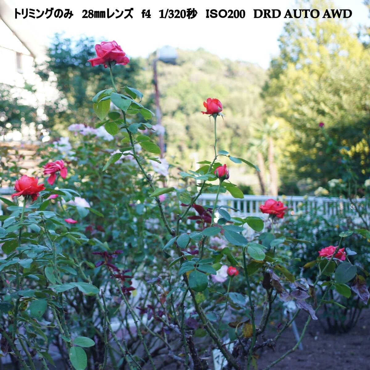 【RICOH XR RIKENON F2.8 28mm】【Beschoi PK-NEX】リケノン 単焦点 ペンタックスレンズ - SONY NEX Eマウントアダプター付 Rキャップ_10