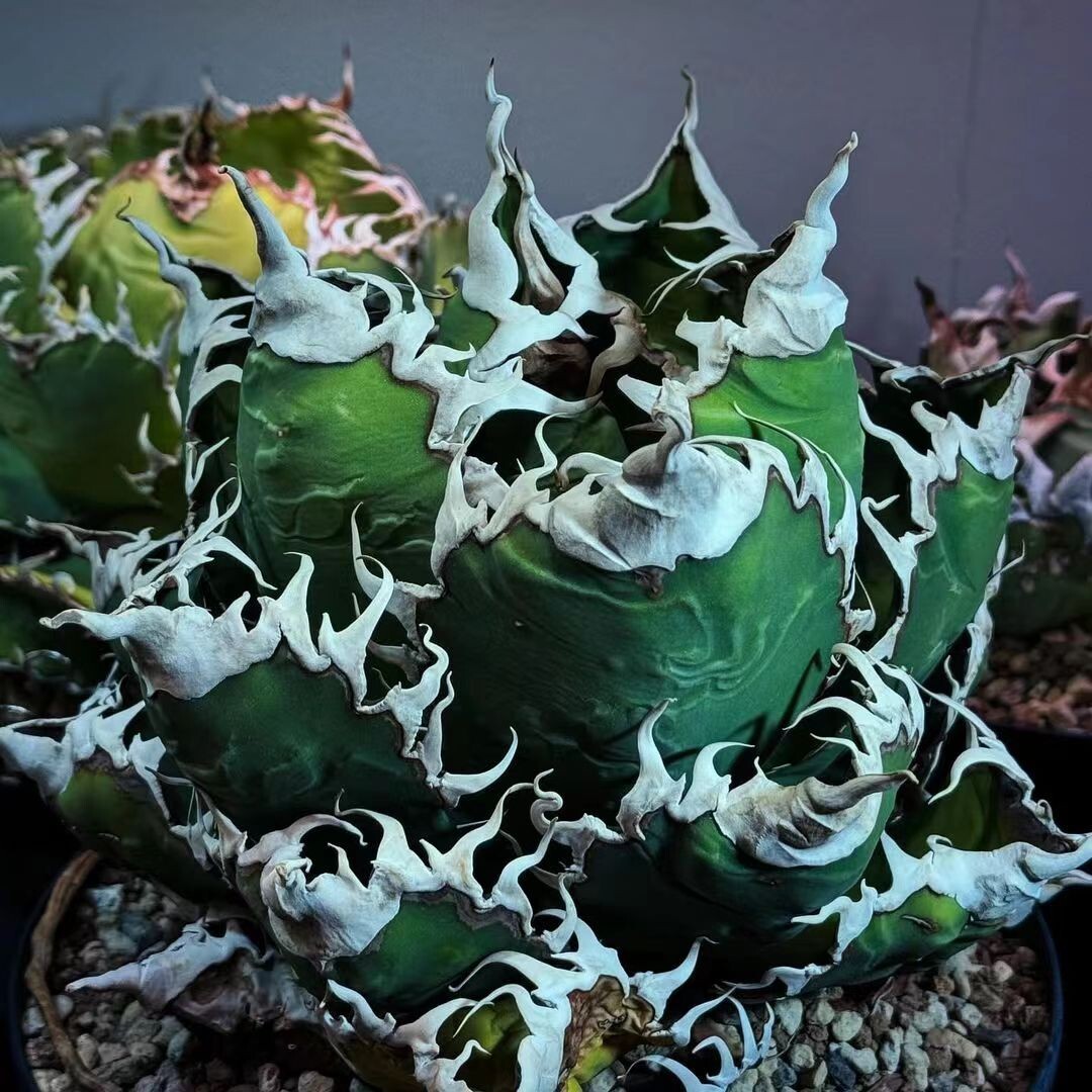 1012-37多肉植物 アガベ チタノタ 悪魔くん BAKEMONO 良型美株(アガベ 1012-37多肉植物 アガベ チタノタ 悪魔くん BAKEMONO 良型美株(アガベ