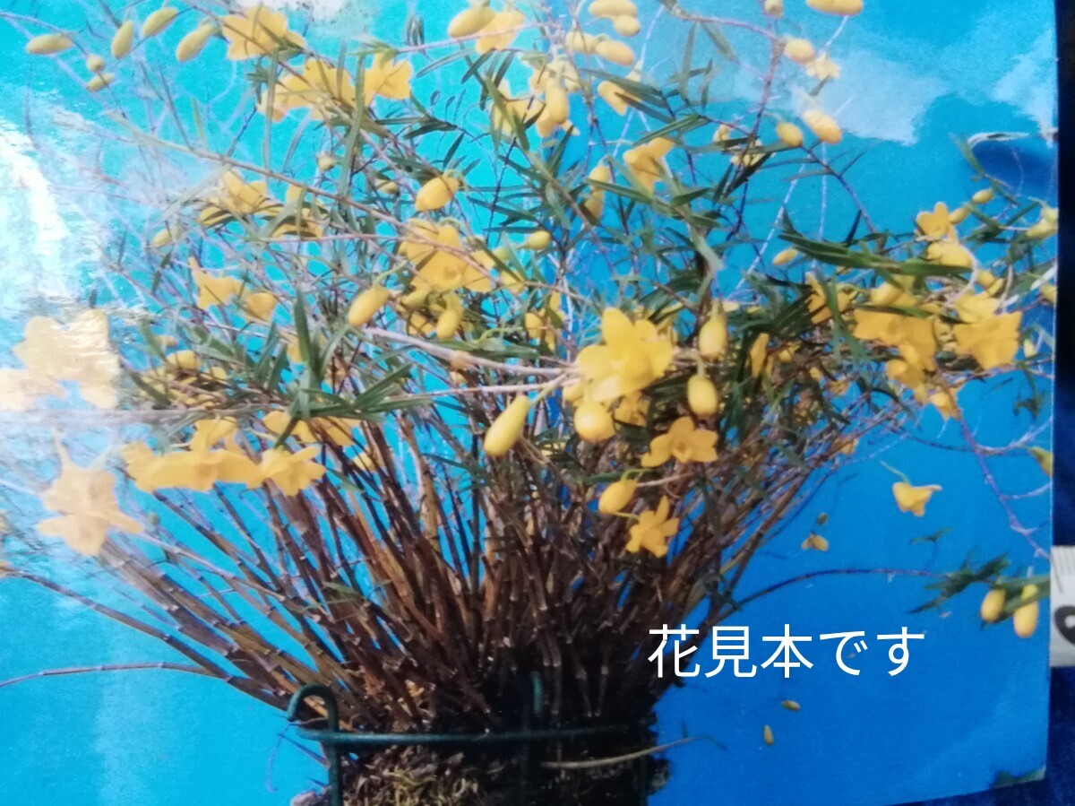 No.1113 ラン 山野草 デンドロ 竹葉セッコク×姫セッコク 10ヶセット