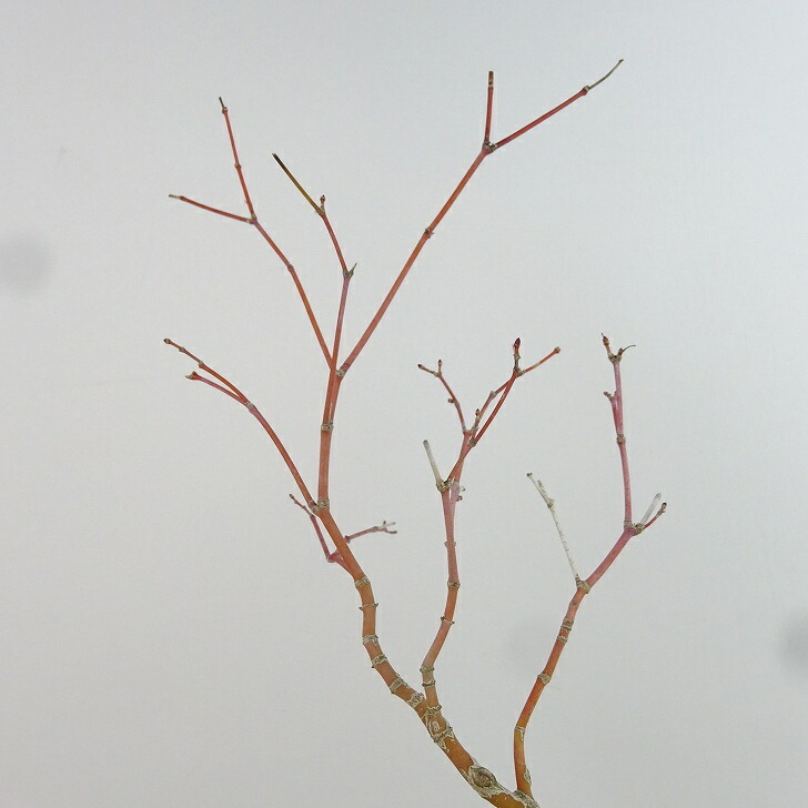 盆栽 紅葉 有明 樹高 約16cm もみじ Acer palmatum モミジ カエデ科