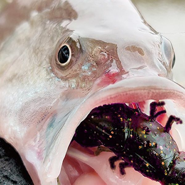 クローワーム ザリガニワーム 10個セット ソフトベイト ルアー シュリンプ系 エビ系 タコ ネコリグ テキサスリグ スモラバ 青物 根魚_4