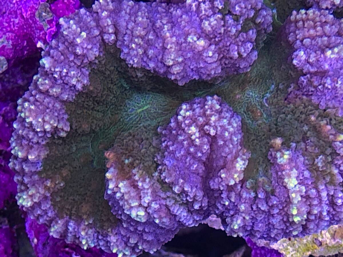 ＊サンゴ＊　Yハナガタサンゴ７ｃｍ