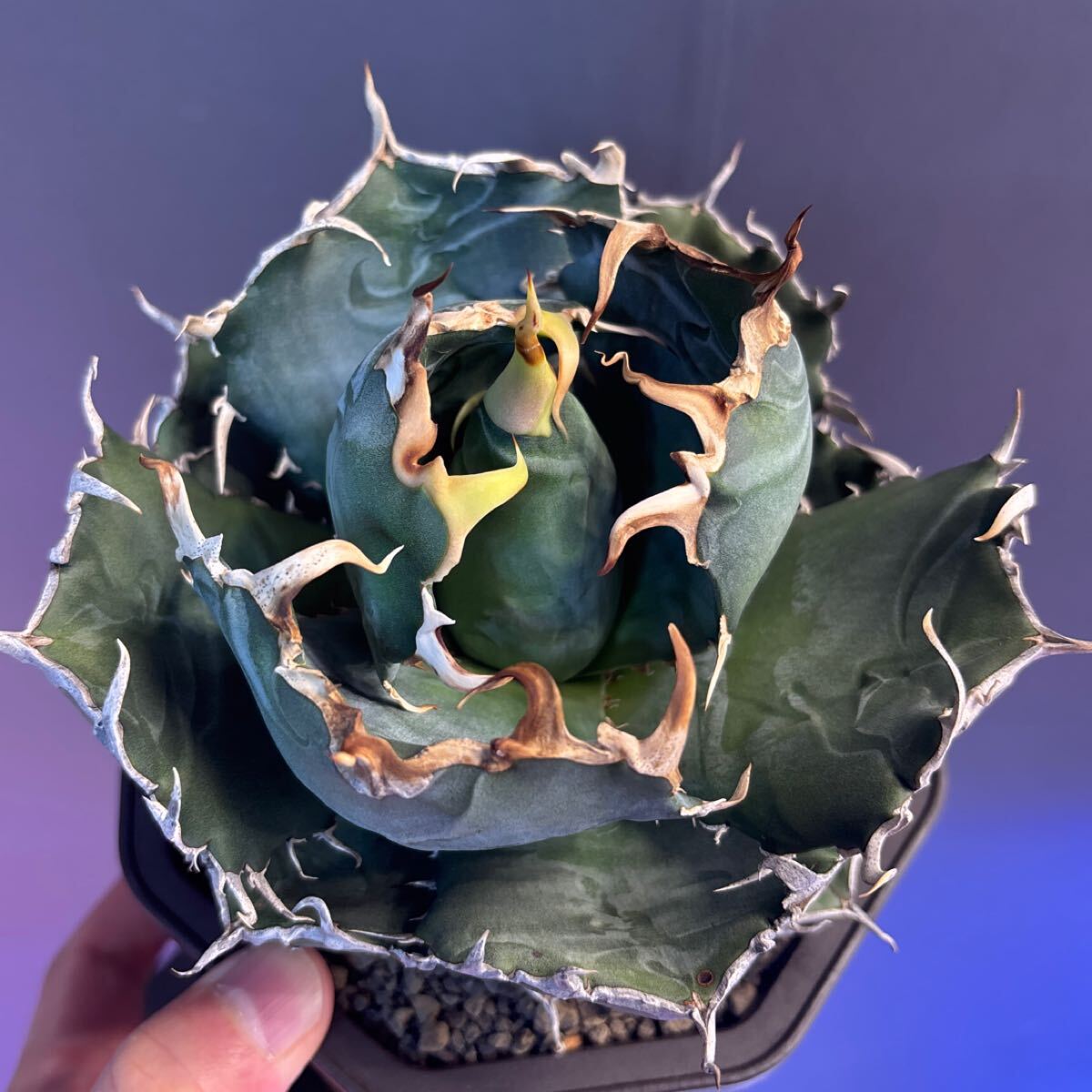 中古 買取 白鯨 ハクゲイ 親株 検) アガベオテロイ Agave titanota