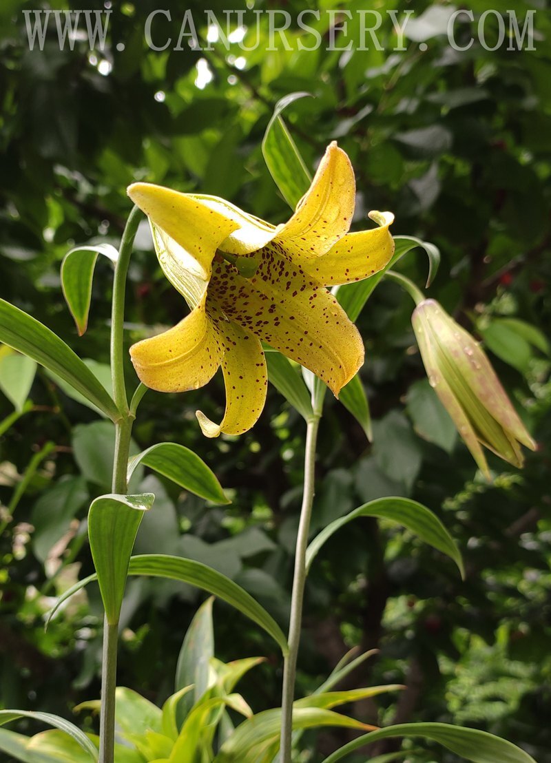 【最安値，高品質】 ID5 山野草原種ユリLilium bakerianum var delavayi 開花球1(苗)｜売買されたオークション情報、yahooの商品情報をアーカイブ公開 - オークファン その他