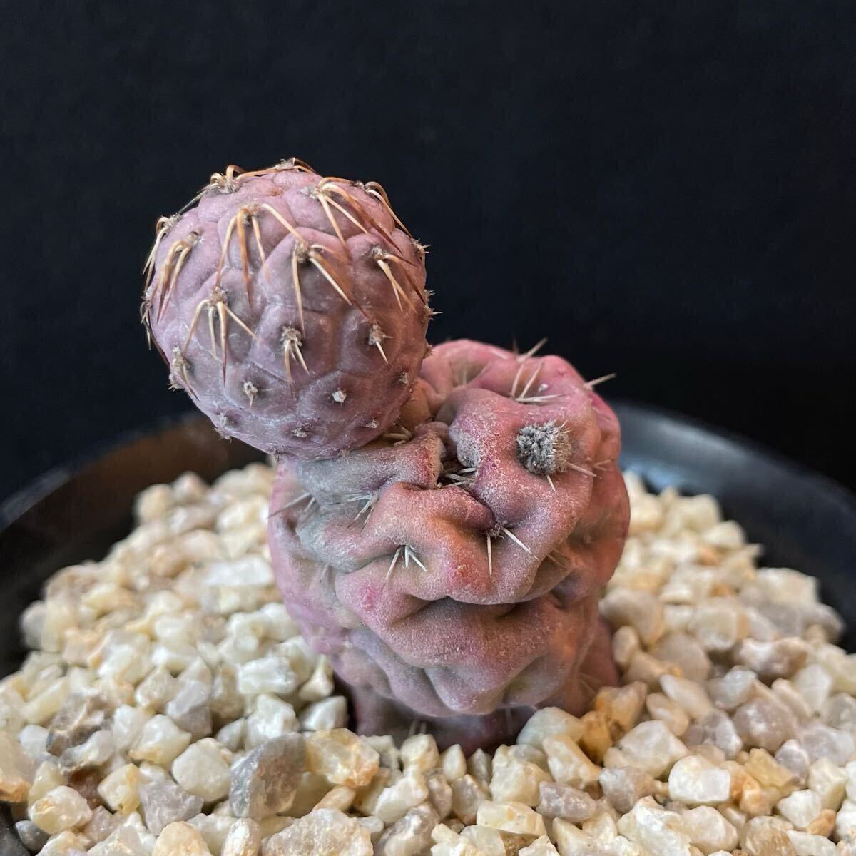 テフロカクタス ゲオメトリクス サボテン 多肉植物 CACTUSBASE 刺と塊