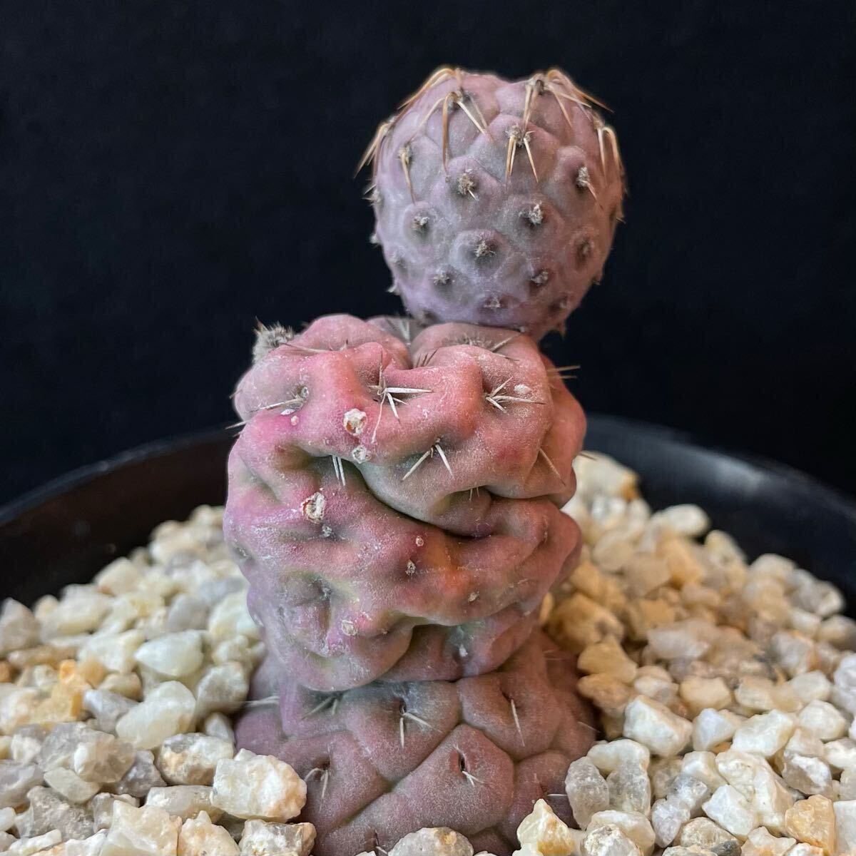 テフロカクタス ゲオメトリクス サボテン 多肉植物 CACTUSBASE 刺と塊
