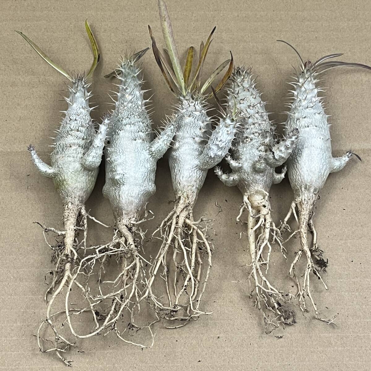 ワ*き様 L179多肉植物 サボテン パキポディウム・アンボンゲンセ (実生) J54サボテン 多肉植物 「実生」パキポディウム アンボンゲンセ 5株同梱