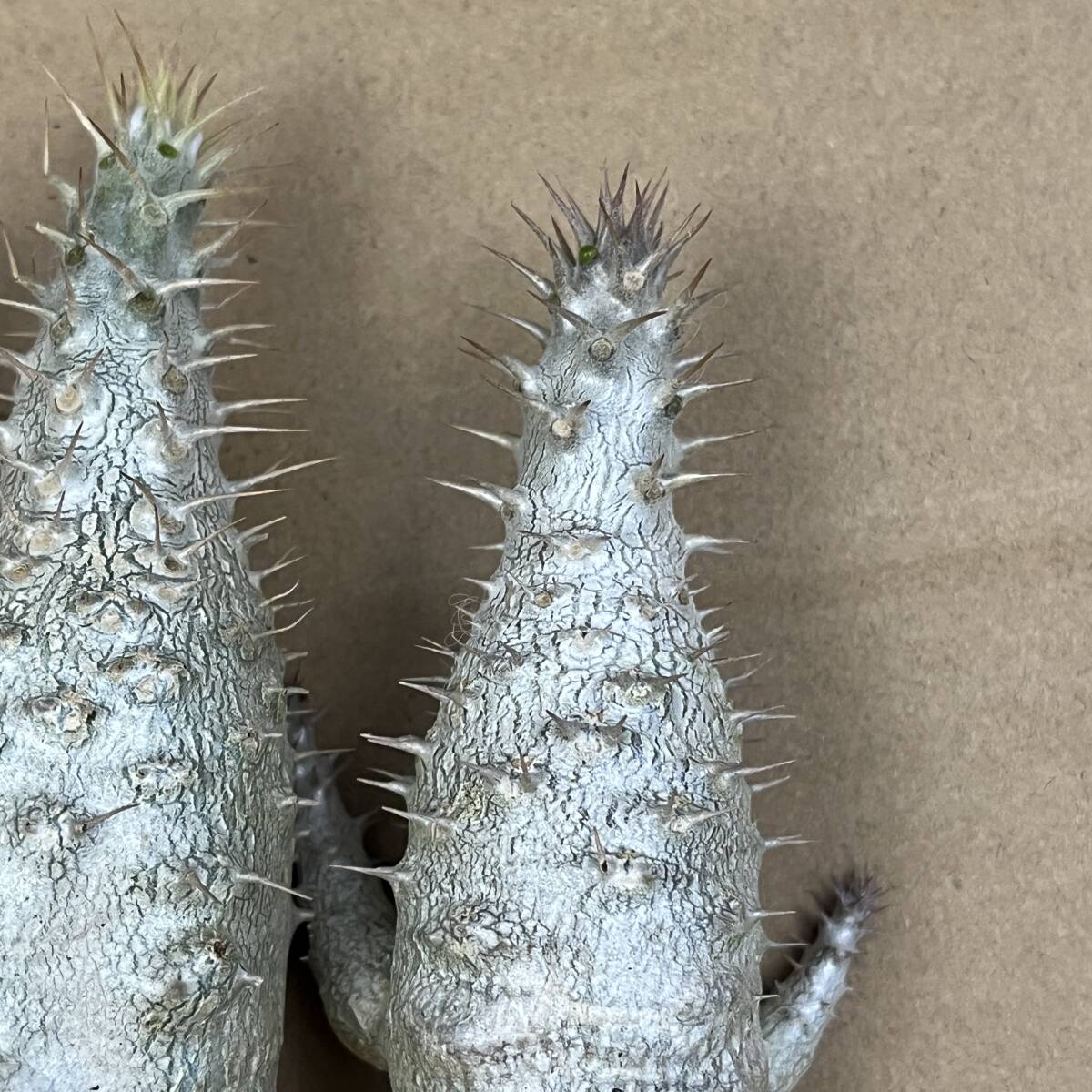 ワ*き様 L179多肉植物 サボテン パキポディウム・アンボンゲンセ (実生) J54サボテン 多肉植物 「実生」パキポディウム アンボンゲンセ 5株同梱