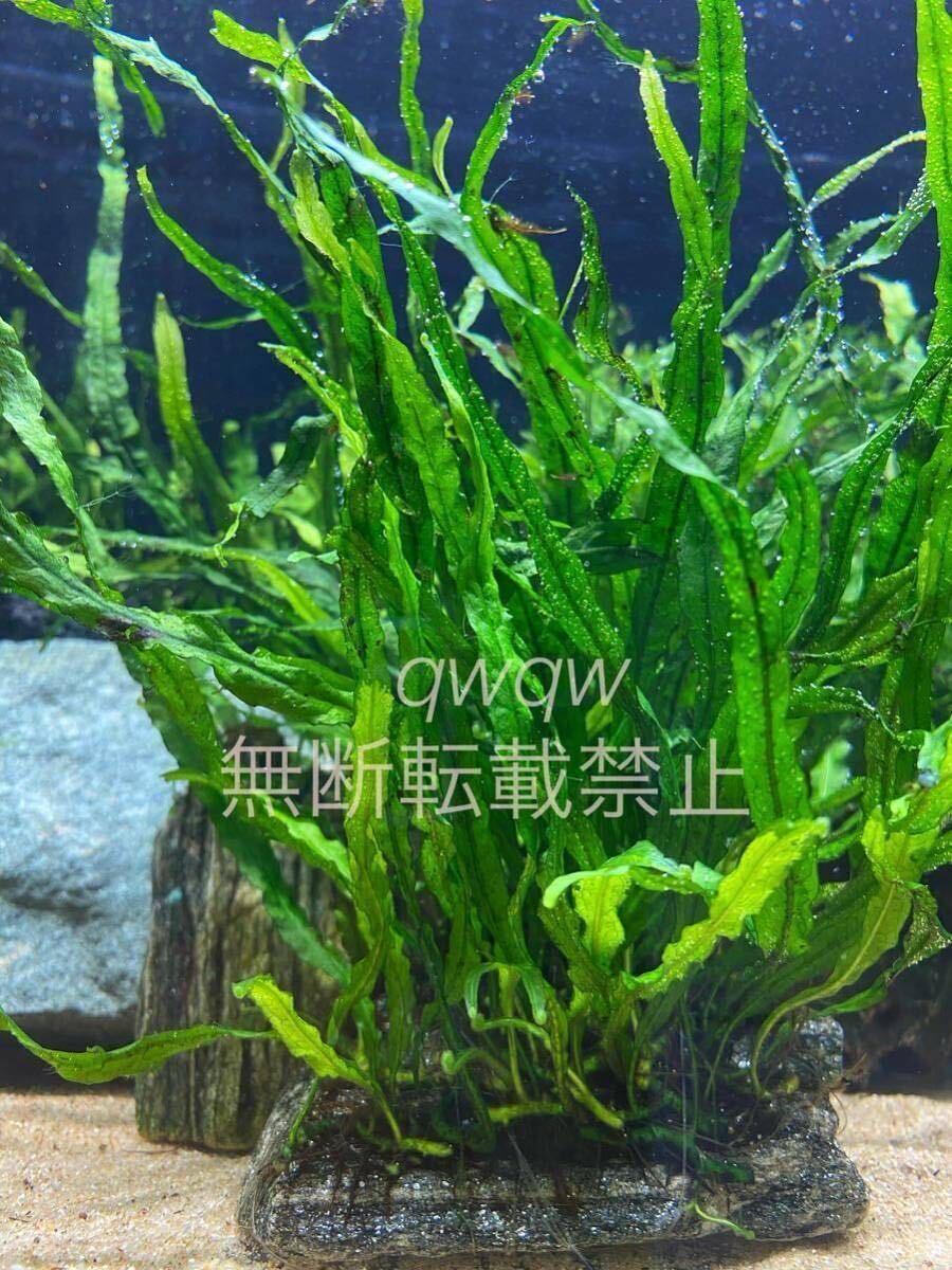 ミクロソリウム　セミナロート　ロピカポット増殖株水中飼育無農薬バクテリア水質浄化_1