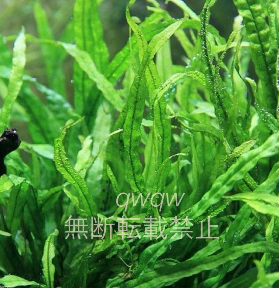 ミクロソリウム　セミナロート　ロピカポット増殖株水中飼育無農薬バクテリア水質浄化_2