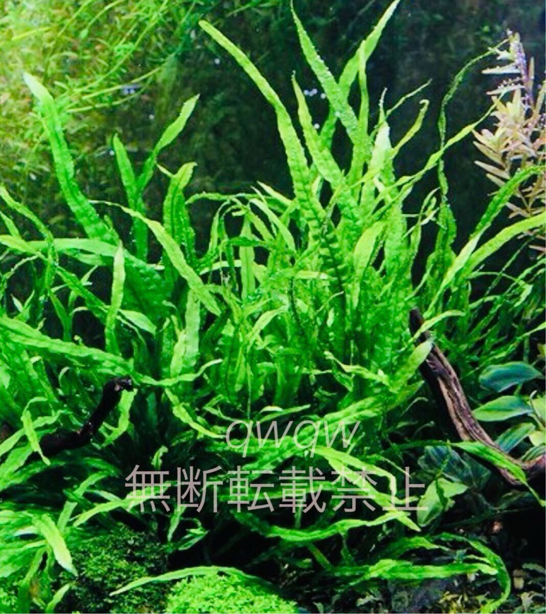 ミクロソリウム　セミナロート　ロピカポット増殖株水中飼育無農薬バクテリア水質浄化_3