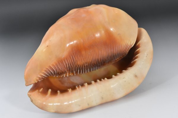 シェルカメオ 貝殻ライト 卓上照明 アンティーク カメオランプ シェルランプ 照明 貝彫刻 デスクライト 天使 花柄 レトロ Aa-307G_7