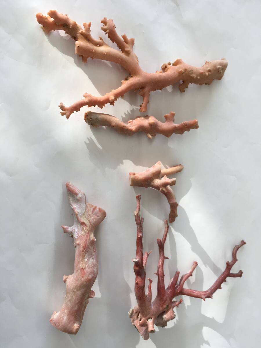 珊瑚　原木　217g