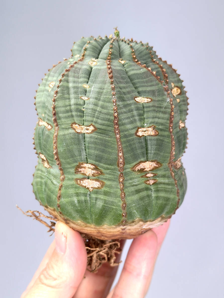 ユーフォルビア　オベサ　Euphorbia obesa　10　大株