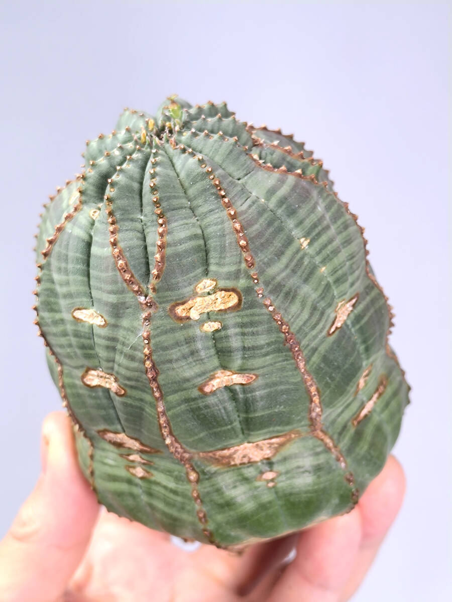 ユーフォルビア　オベサ　Euphorbia obesa　10　大株