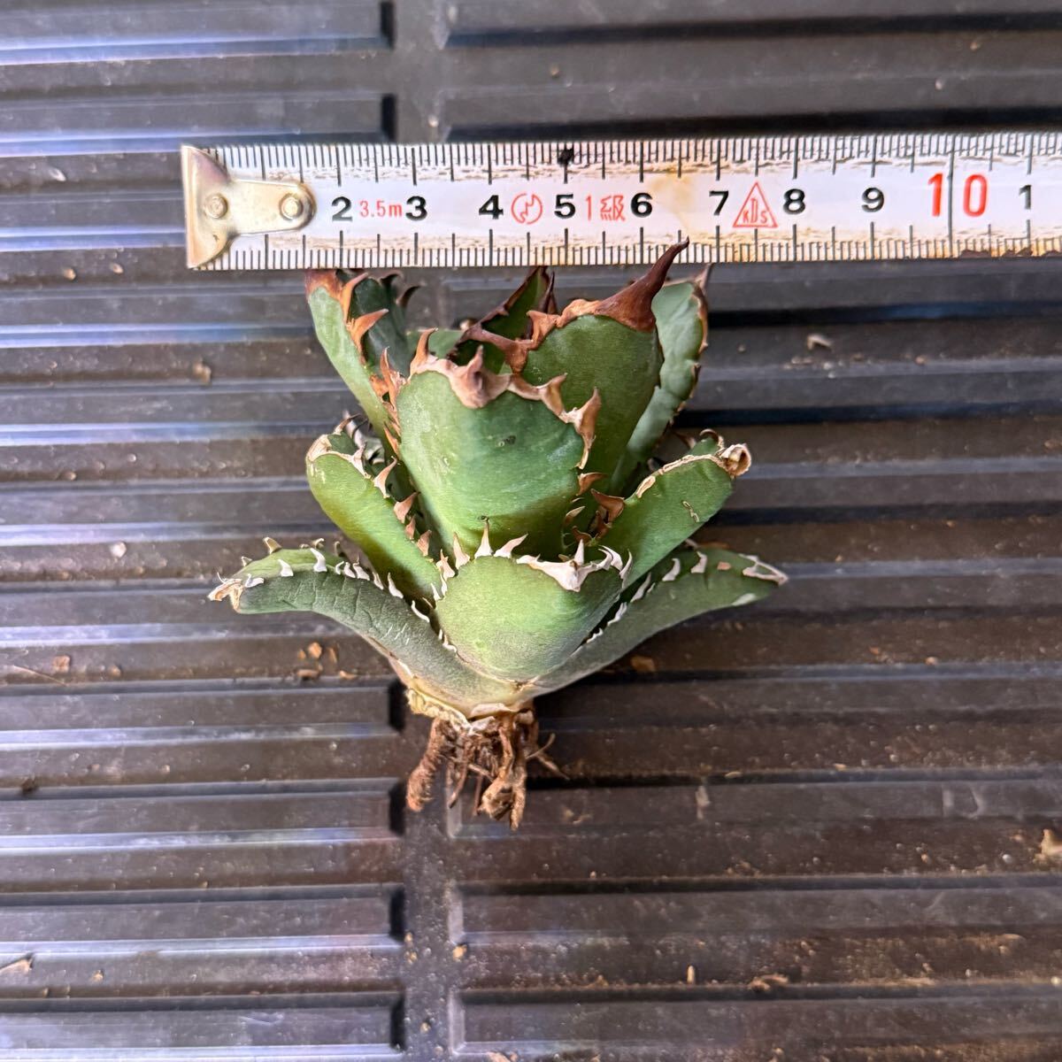 36 Agave titanota Red venom アガベ チタノタ レッドヴェノム 公式