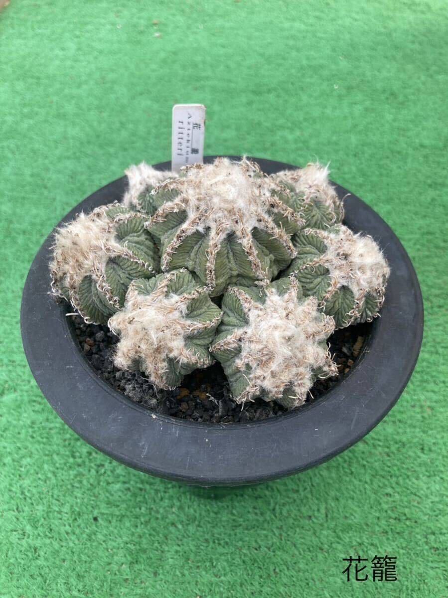 【実生】　多肉植物　花サボテン サボテン 多肉植物 花籠 種子 100粒 ご覧頂きありがとうございます