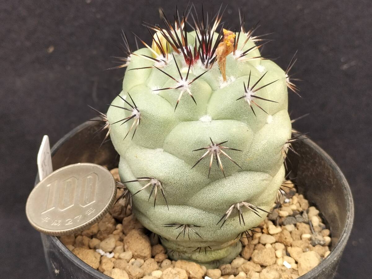 マクドガリー　カキコ　サボテン_2