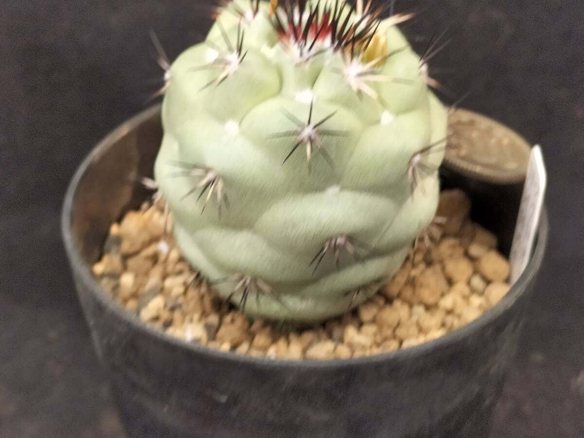 マクドガリー　カキコ　サボテン_4