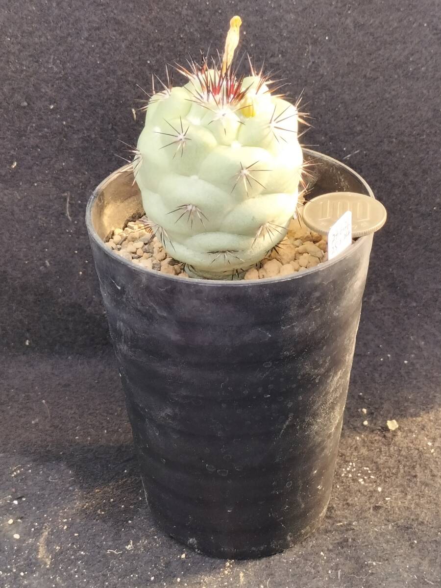 マクドガリー　カキコ　サボテン_7