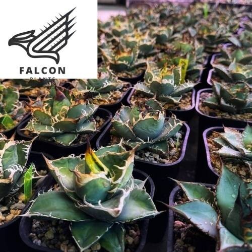 F-Plants8 南アフリカダイヤモンド SAD アガベ チタノタ シーザー 悪魔