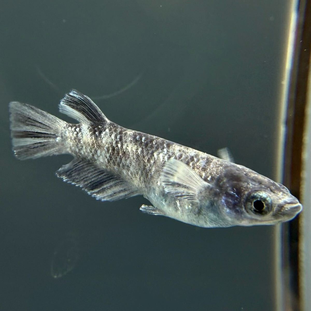 本家直系 MWR-01WF 1ペア【めだか　メダカ　和墨　金閣　銀閣】0417①_1