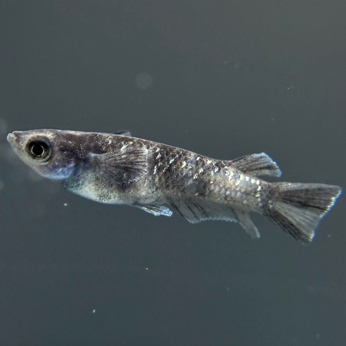 本家直系 MWR-01WF 1ペア【めだか　メダカ　和墨　金閣　銀閣】0417①_2