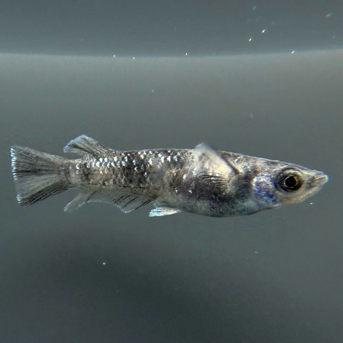 本家直系 MWR-01WF 1ペア【めだか　メダカ　和墨　金閣　銀閣】0417①_3