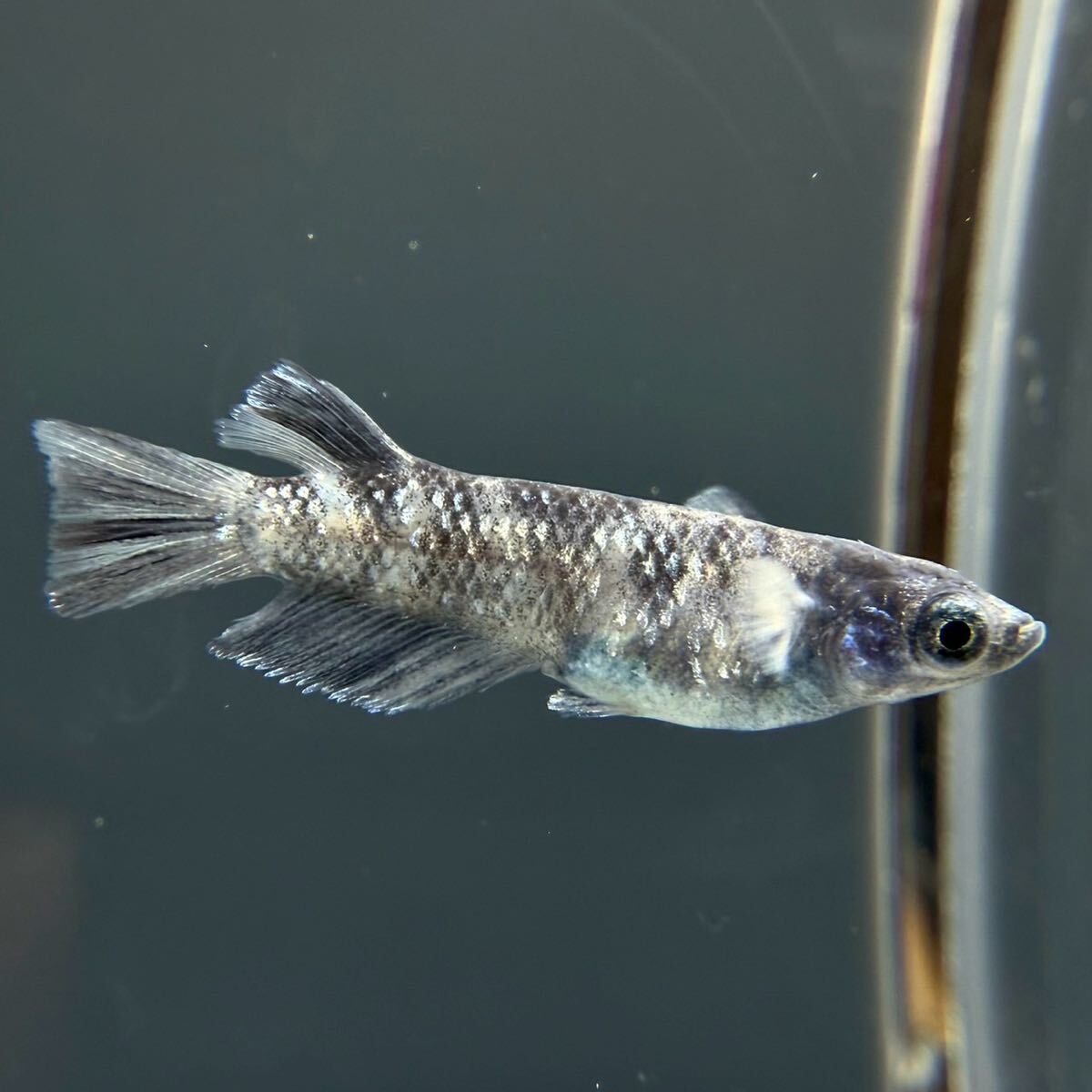 本家直系 MWR-01WF 1ペア【めだか　メダカ　和墨　金閣　銀閣】0417①_4