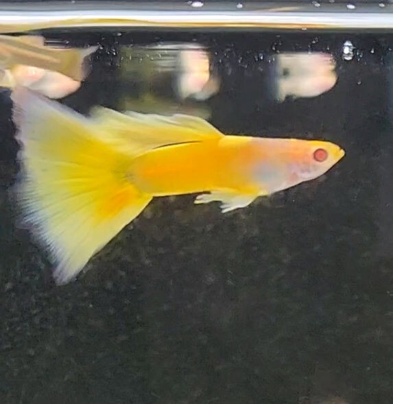 国産グッピー　グッピー　RREA台湾TAXIグッピー　RREA台湾タクシーグッピー　TAXIグッピー　稚魚6匹_3