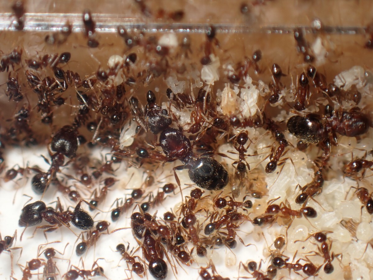 【石膏巣付き】オオズアリ 女王8匹！ワーカー300匹以上！_2