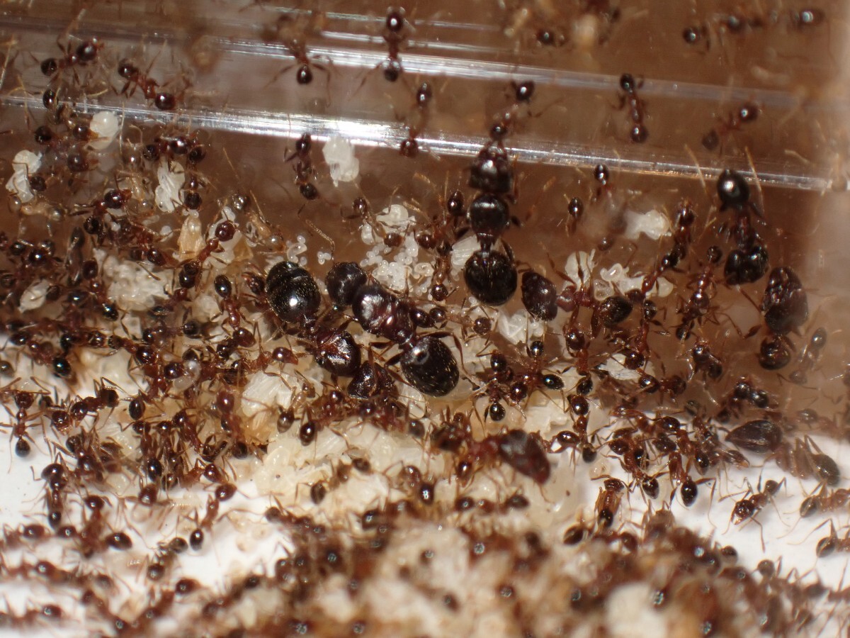 【石膏巣付き】オオズアリ 女王8匹！ワーカー300匹以上！_4